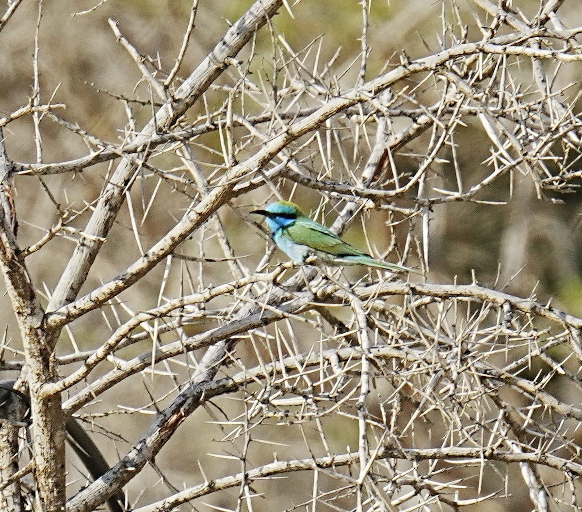 Arabian Green Bee-eater - ML568838821