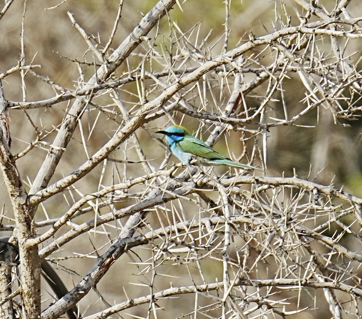 Abejaruco Esmeralda Árabe - ML568838821