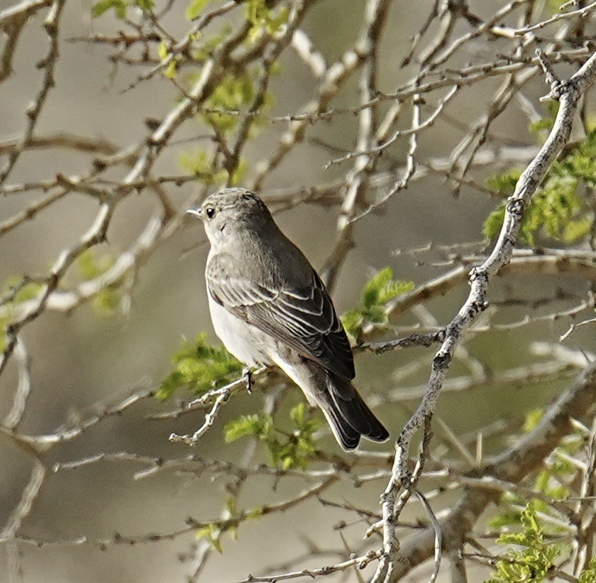 Spotted Flycatcher - ML568838971