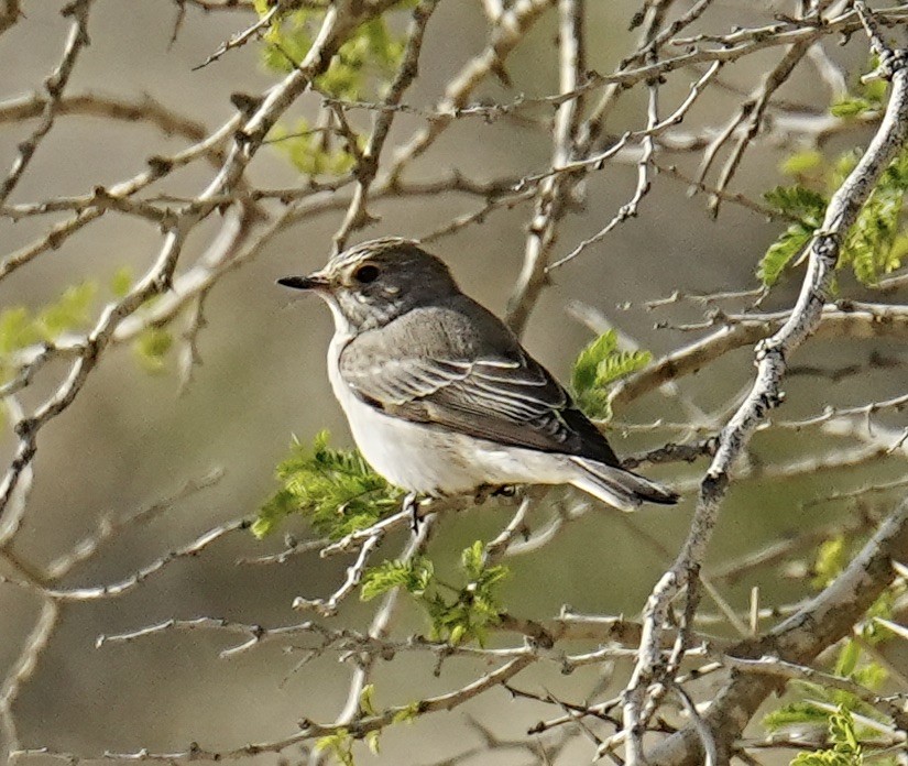 Grauschnäpper - ML568838981