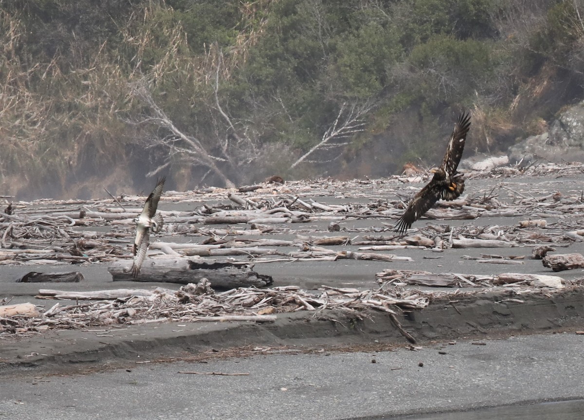 Bald Eagle - ML568840051