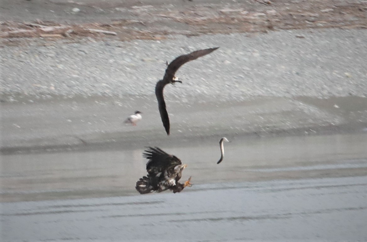 Bald Eagle - ML568840301