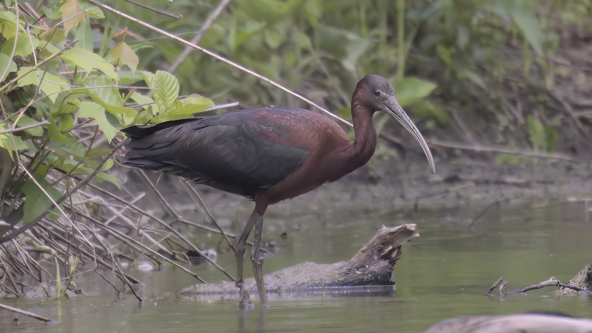 Glossy Ibis - ML568840791