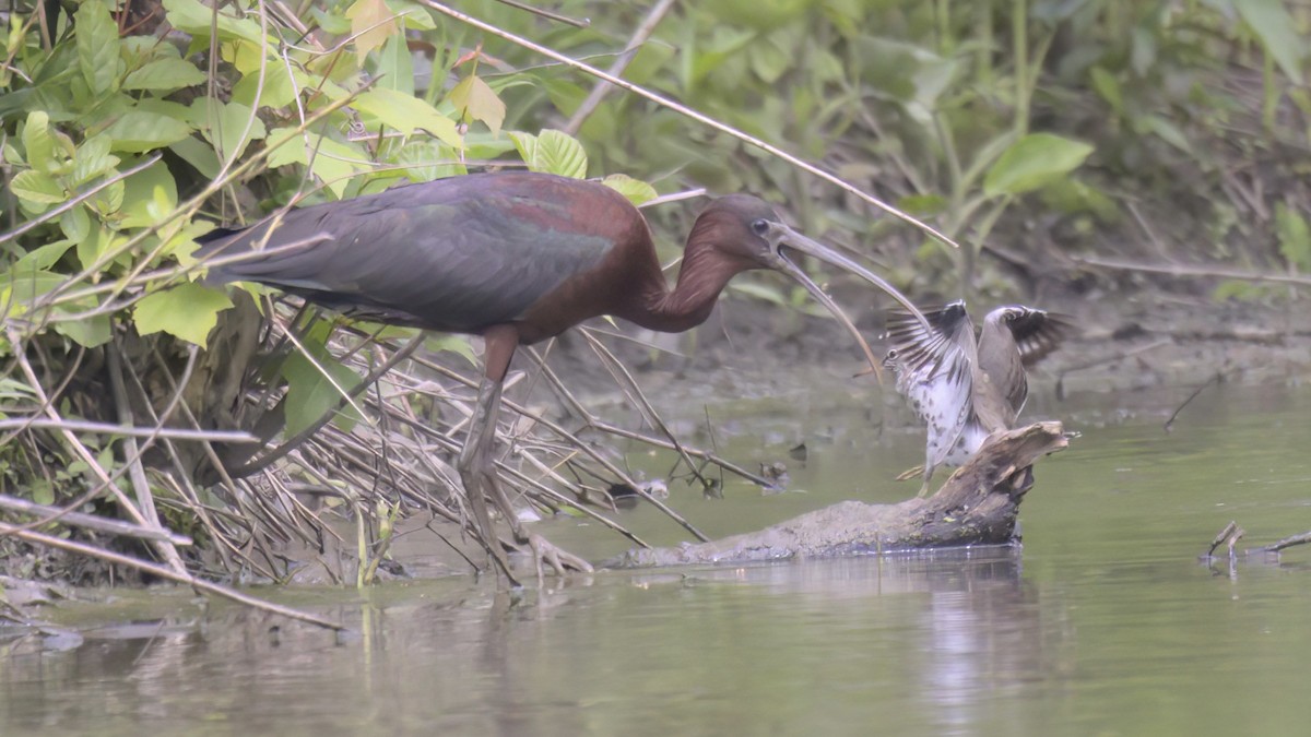 Glossy Ibis - ML568840801