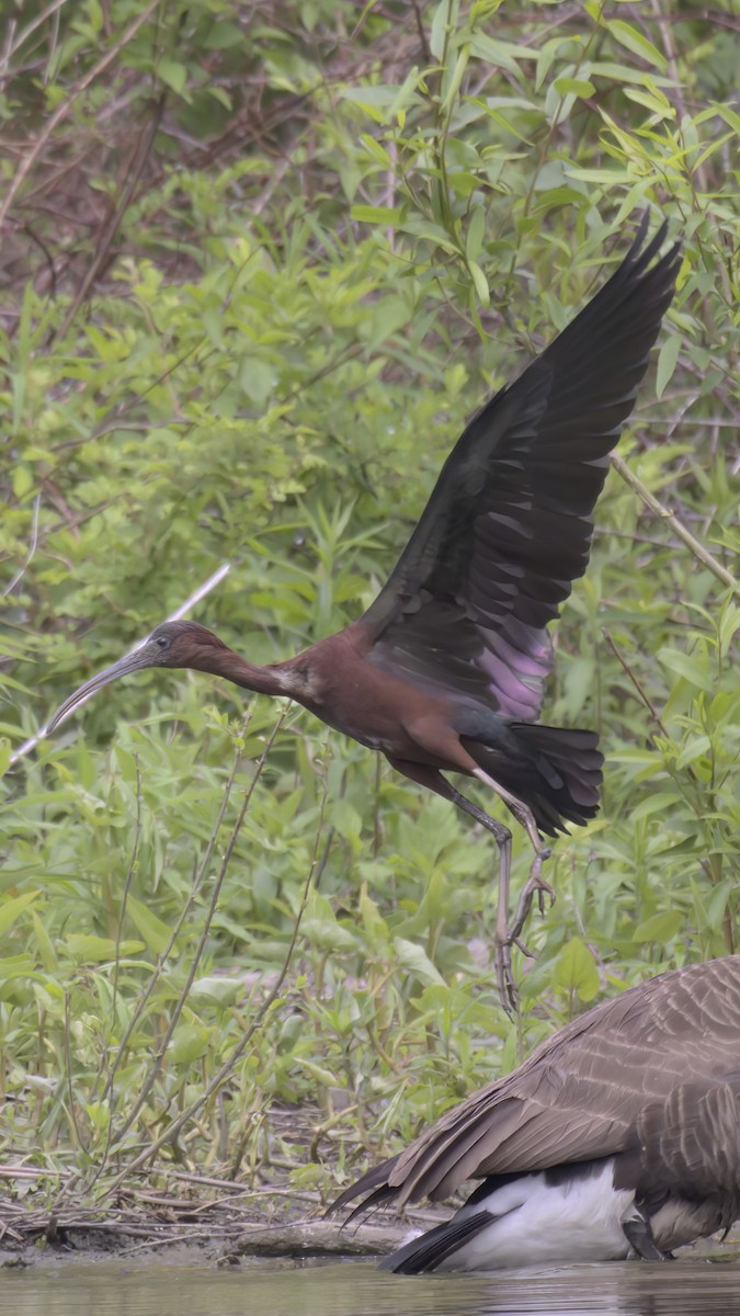 Glossy Ibis - ML568840811