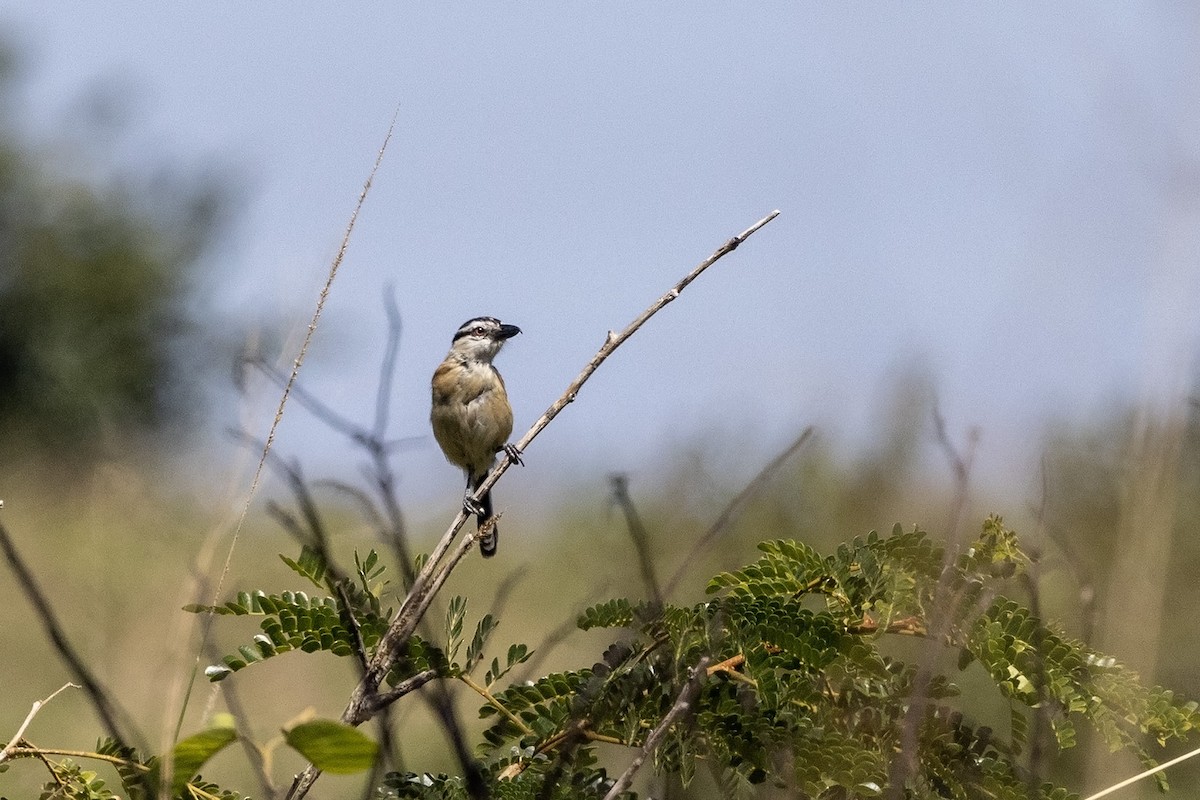 Marsh Tchagra (Anchieta's) - ML568842461