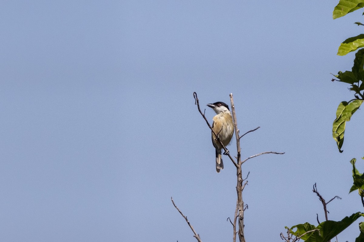 Marsh Tchagra (Anchieta's) - ML568842471