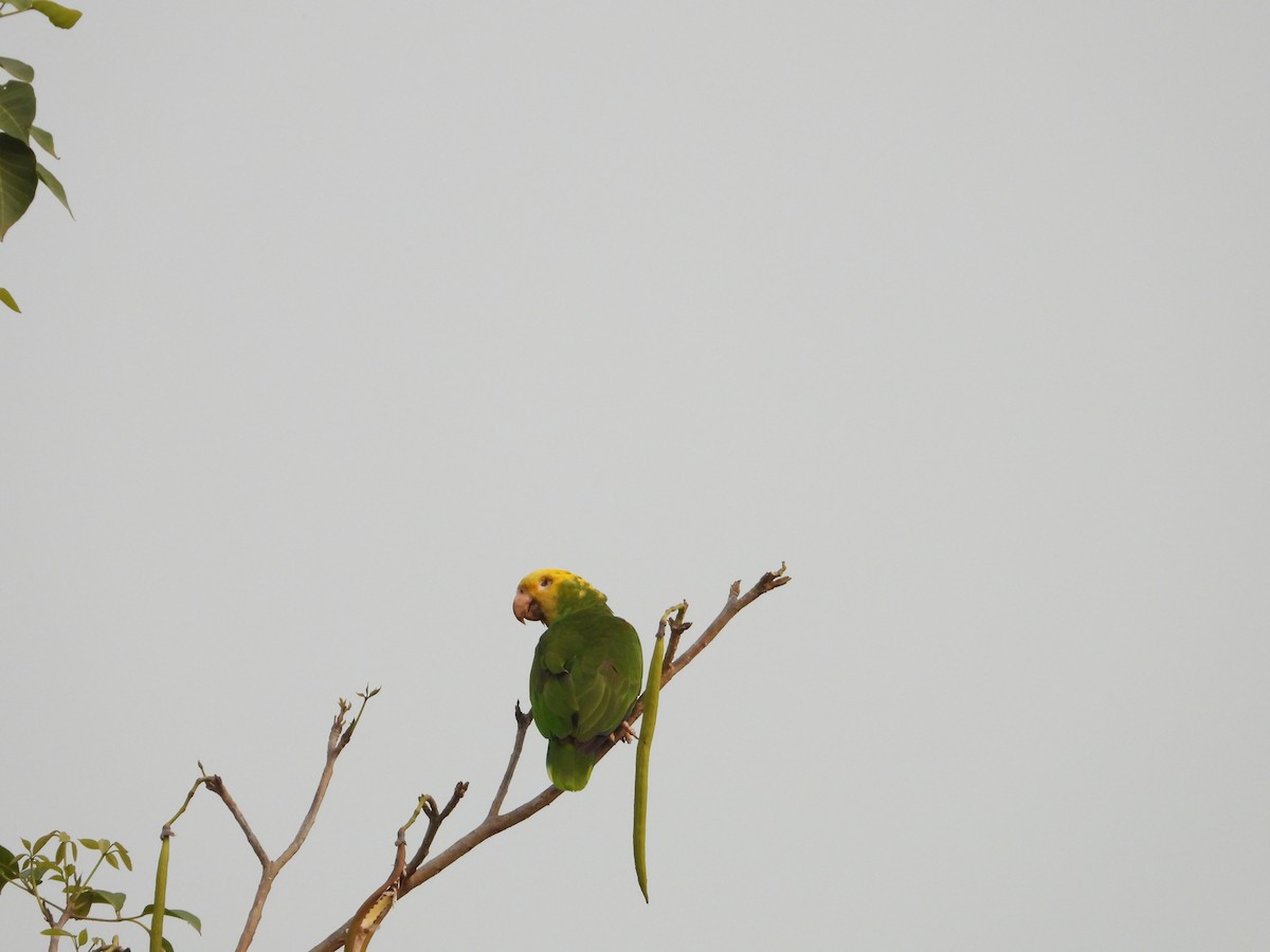 キガシラボウシインコ - ML568843051