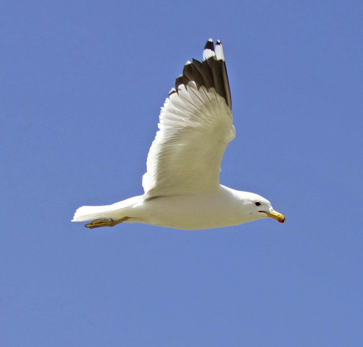 California Gull - Kerah Braham