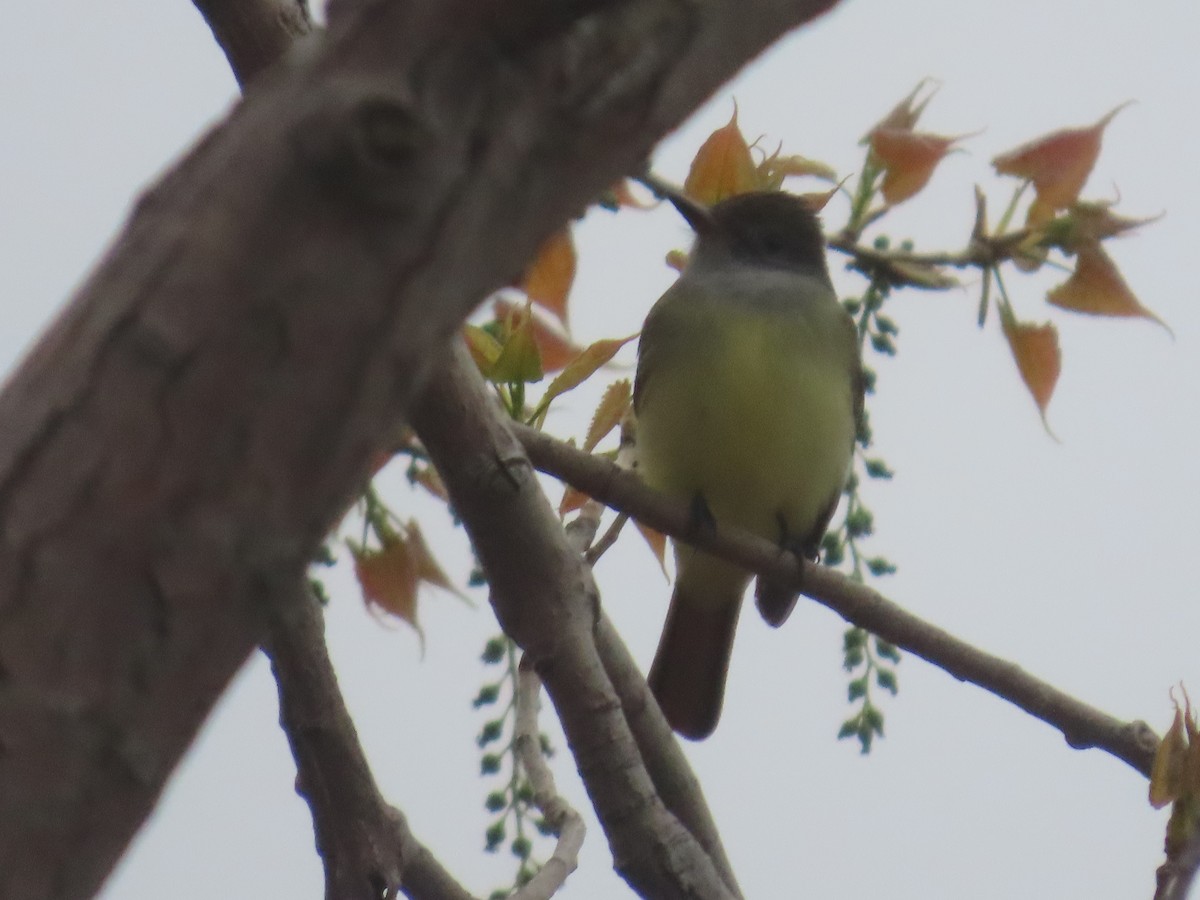 Great Crested Flycatcher - ML568843221