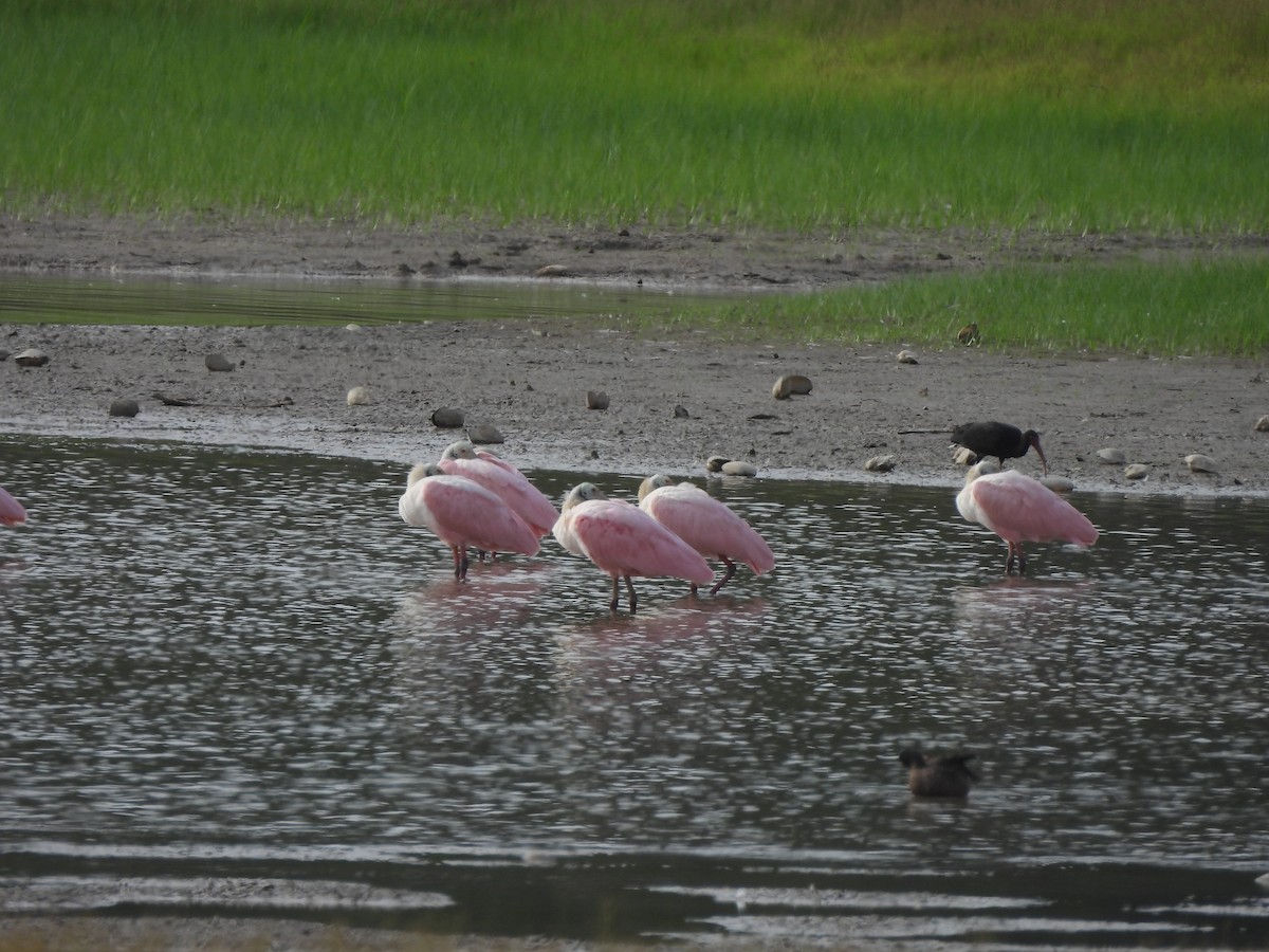 Roseate Spoonbill - ML568844031