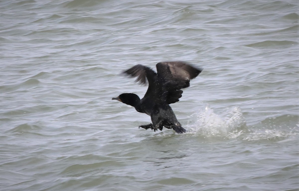 Double-crested Cormorant - ML568844081