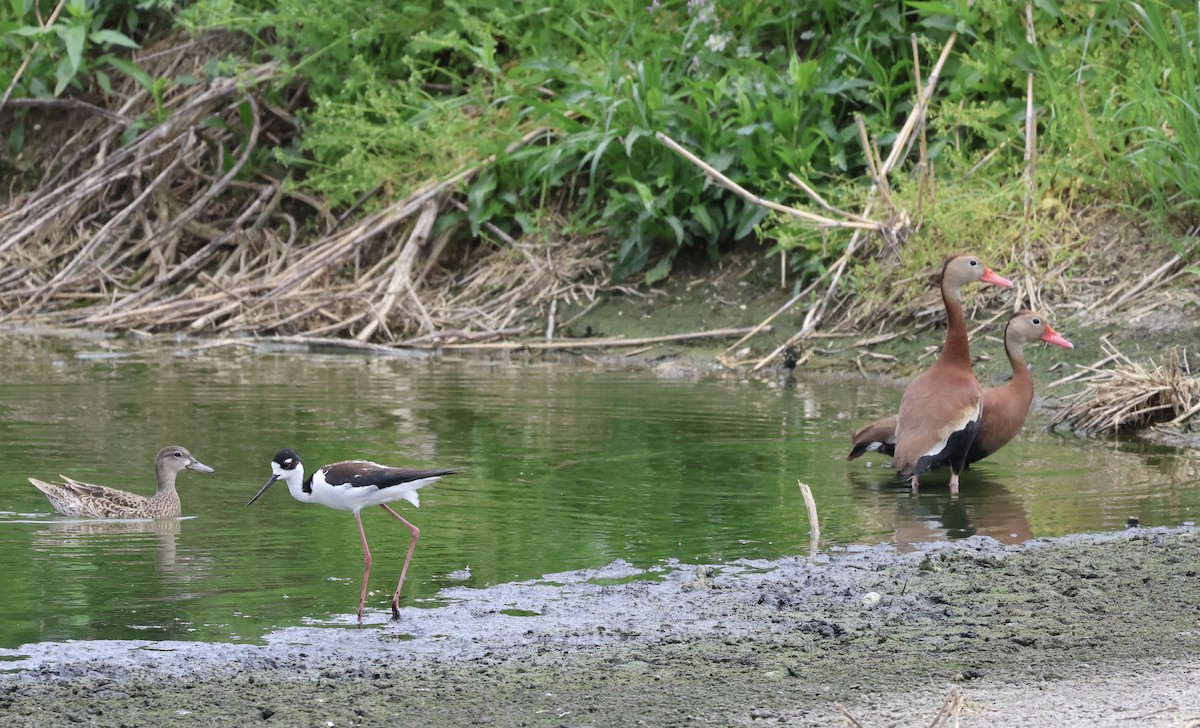 Black-bellied Whistling-Duck - Liz Hall