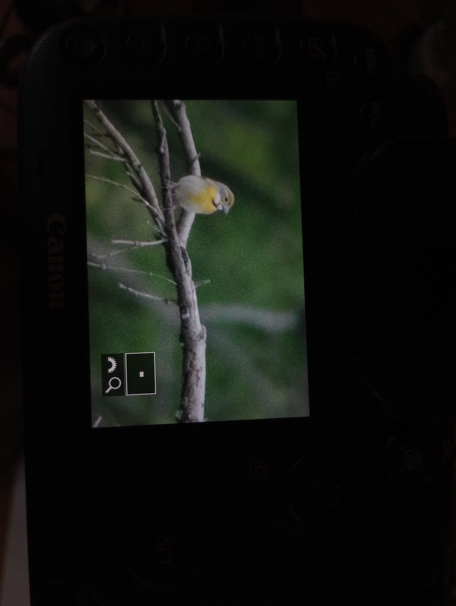 Dickcissel - ML568844711