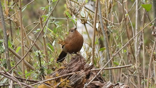 Bhutan Laughingthrush - ML568844901