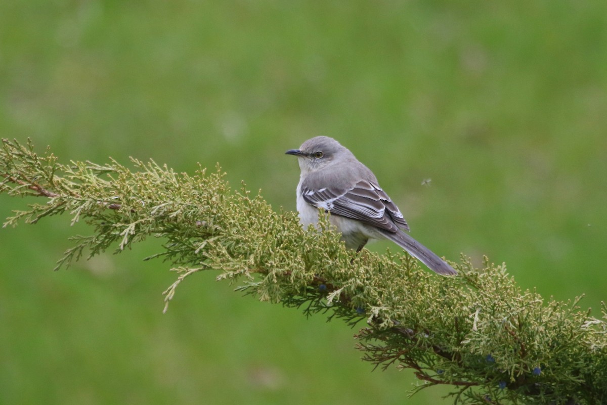 Northern Mockingbird - ML568845241