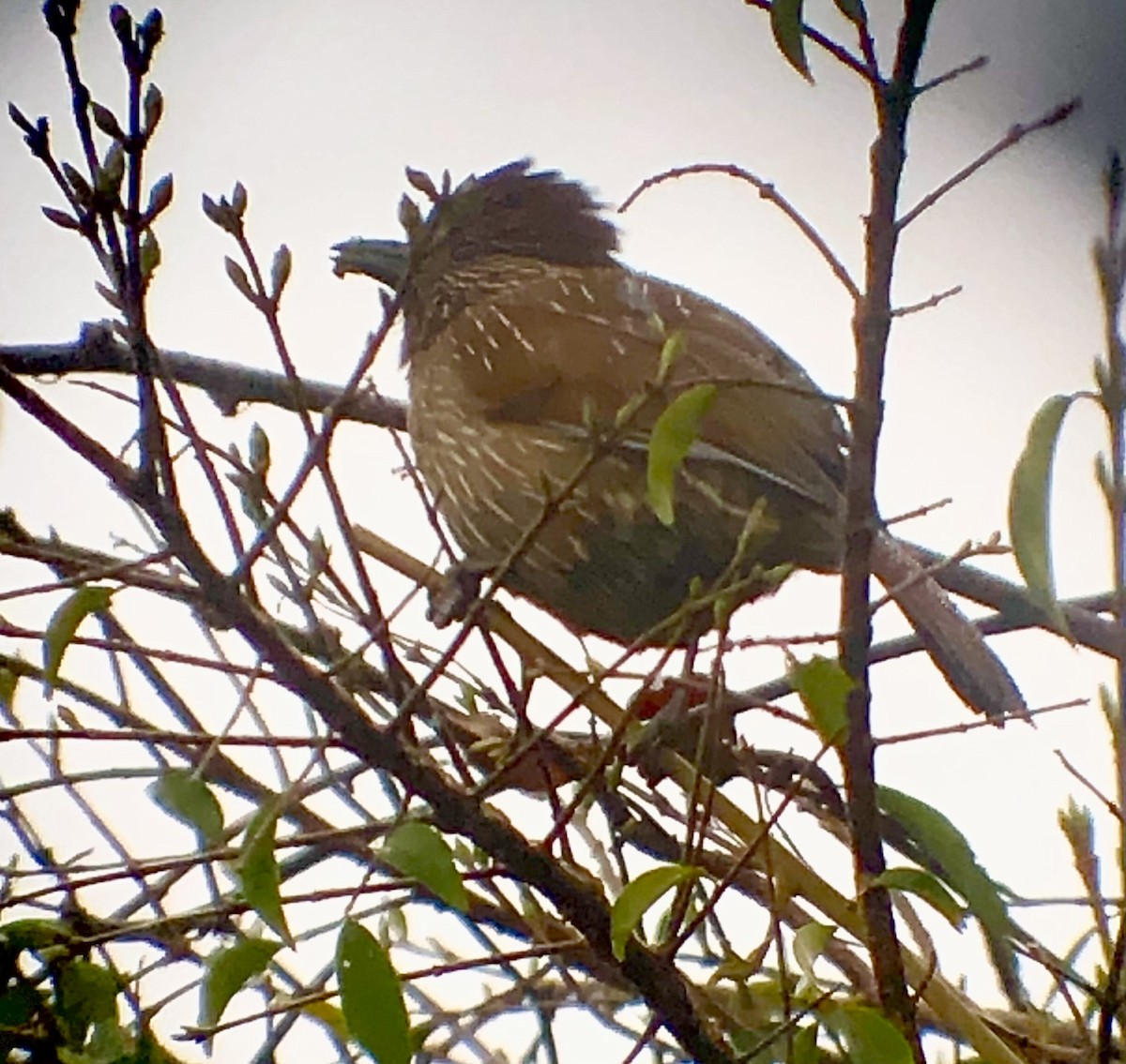 Striated Laughingthrush - ML568845601