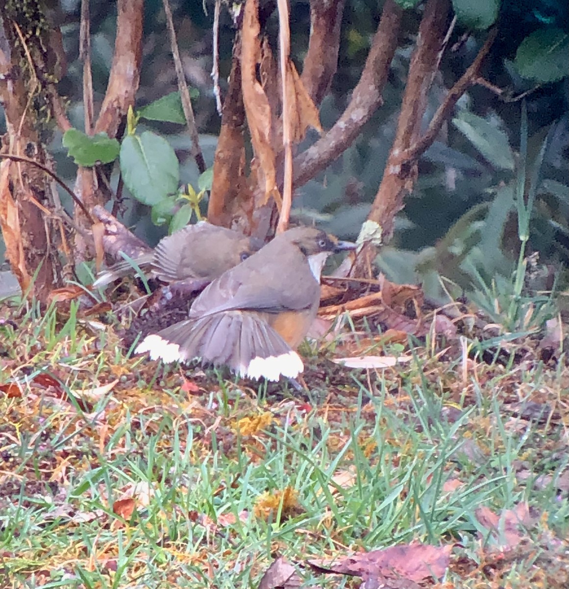 White-throated Laughingthrush - Alison Huff