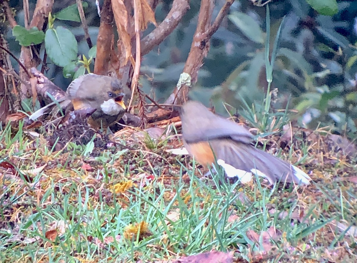 White-throated Laughingthrush - ML568845811