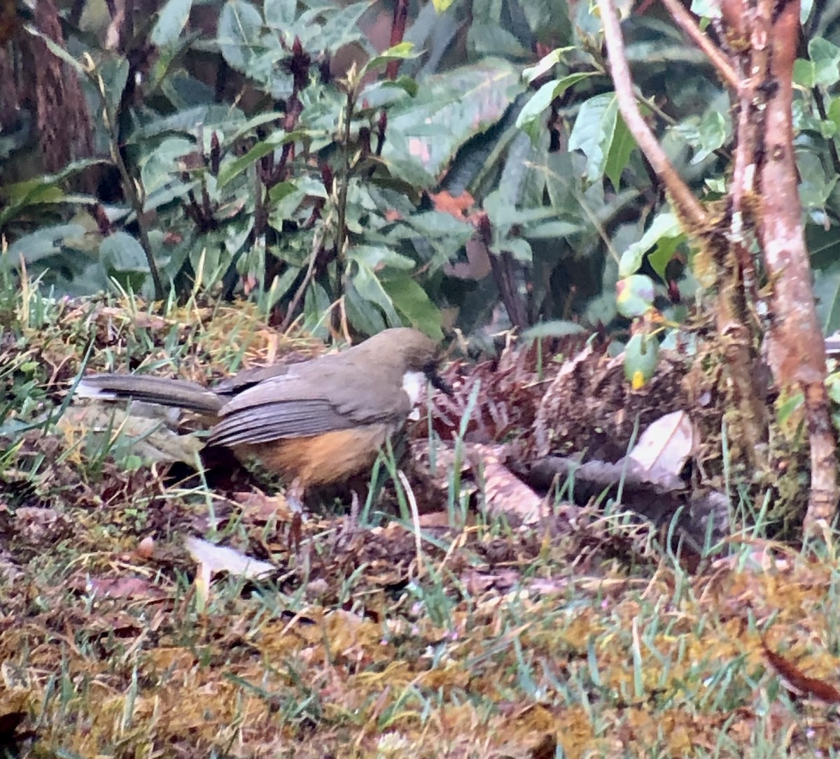 White-throated Laughingthrush - Alison Huff