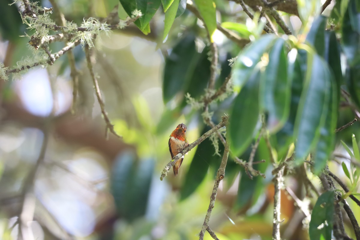 Allen's Hummingbird - Paul Mulroney