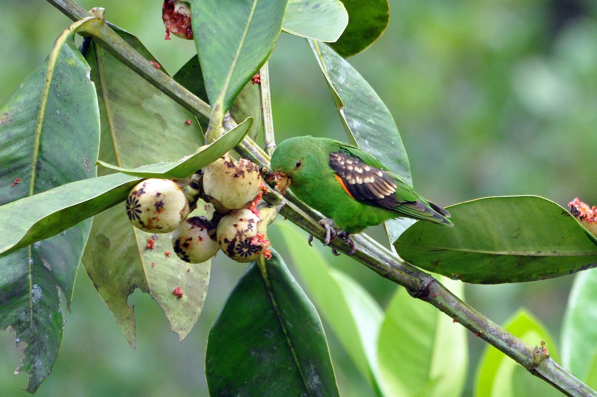 Spot-winged Parrotlet - ML568846731