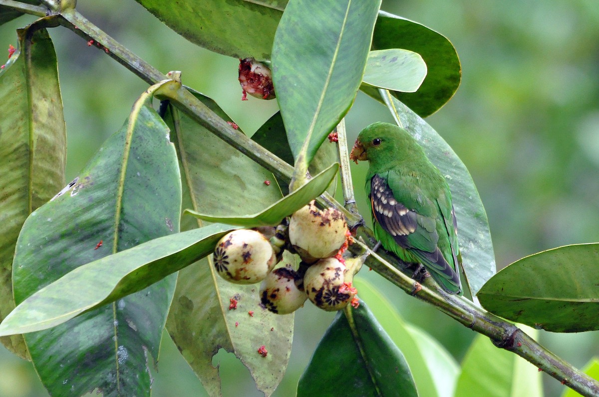 Spot-winged Parrotlet - ML568846741