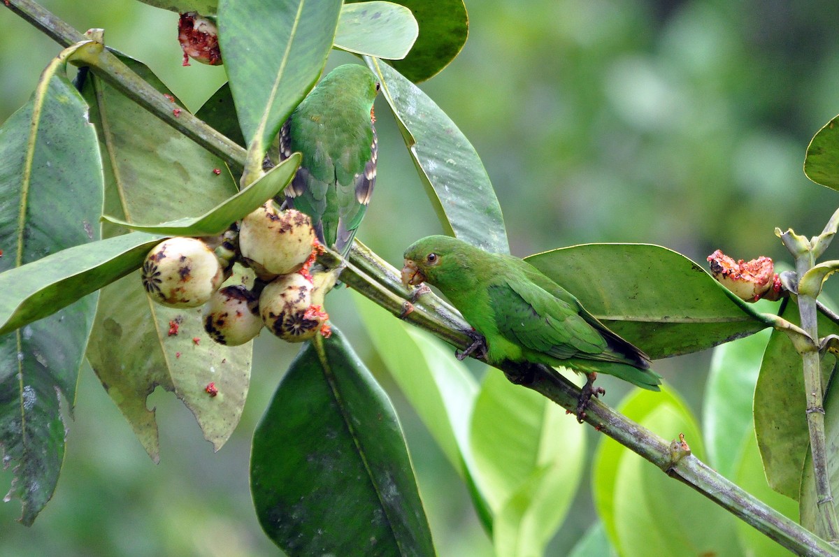 Spot-winged Parrotlet - ML568846761