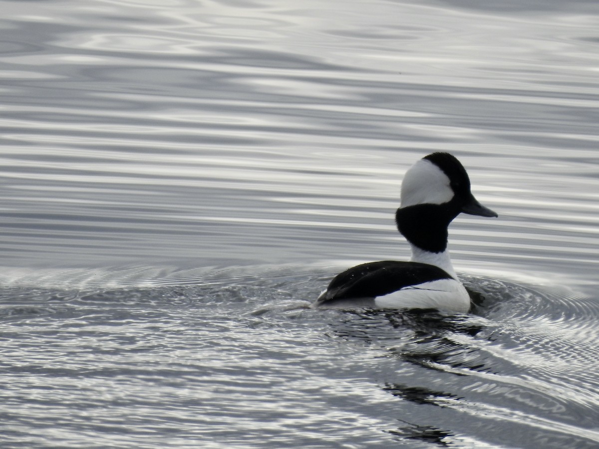 Bufflehead - Richard Lepage