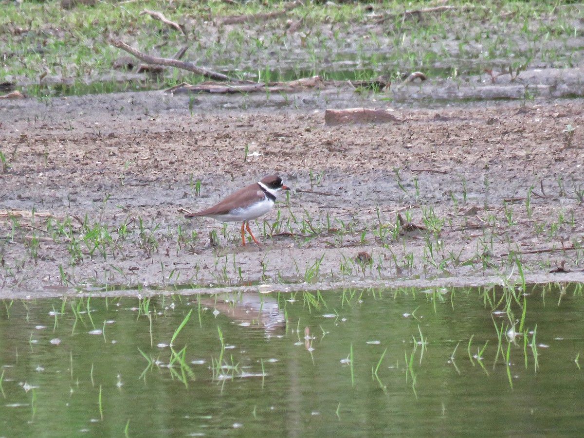 Semipalmated Plover - ML568847761
