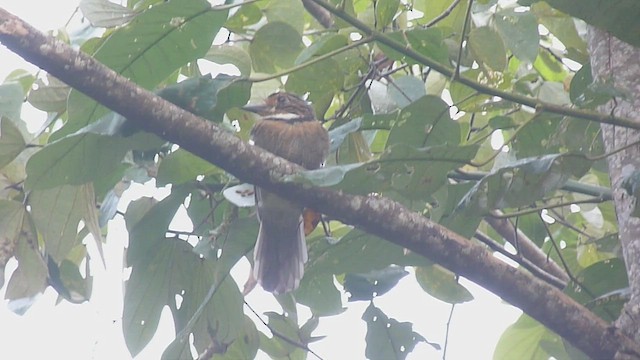 Crescent-chested Puffbird - ML568847801