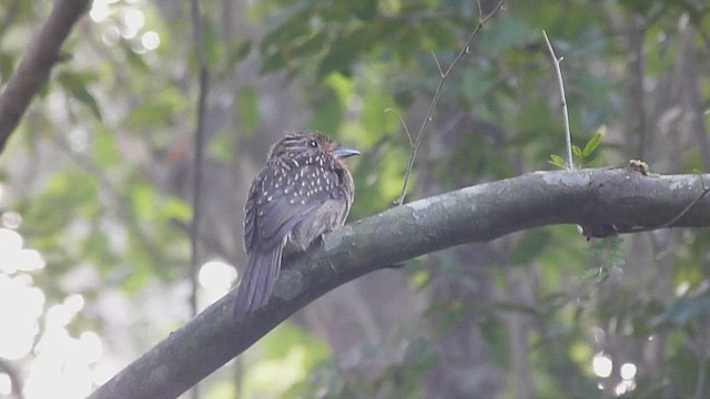 Crescent-chested Puffbird - ML568847931