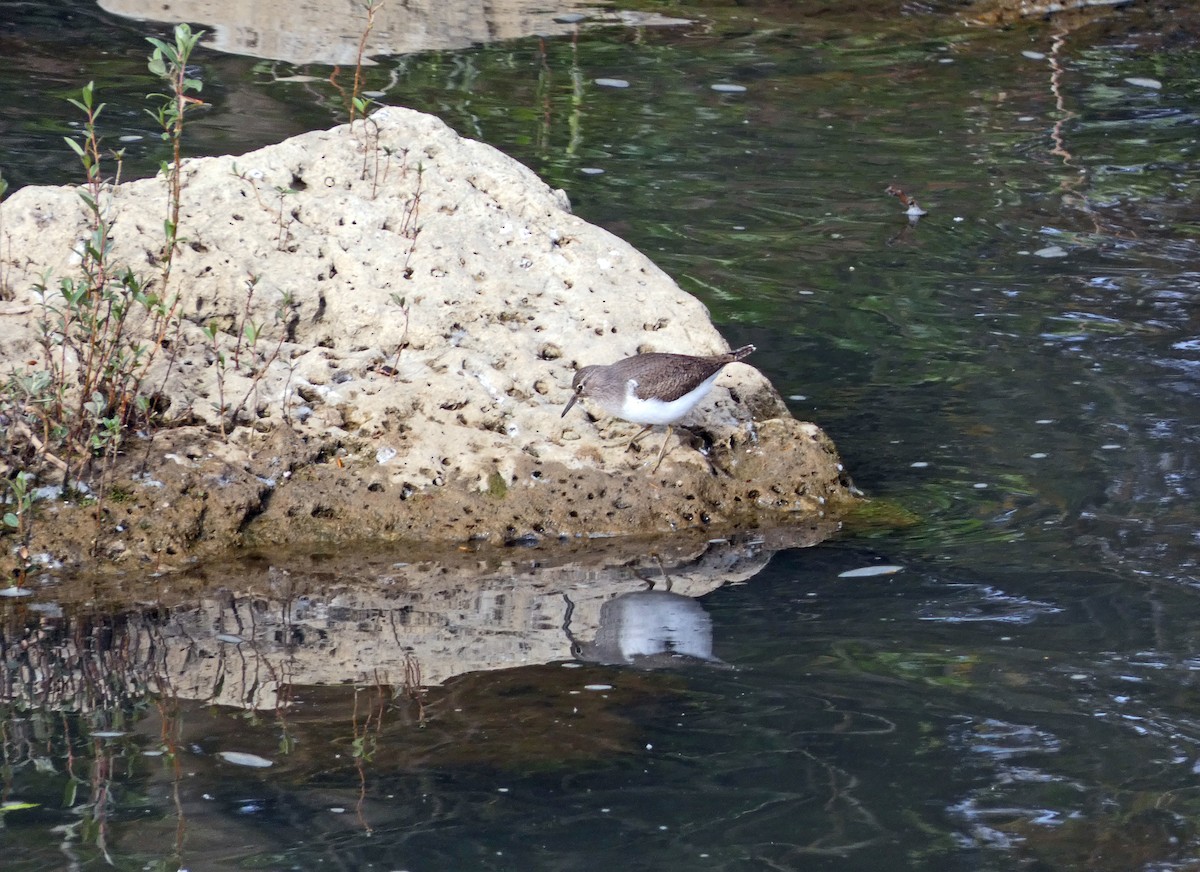 Common Sandpiper - ML568849021