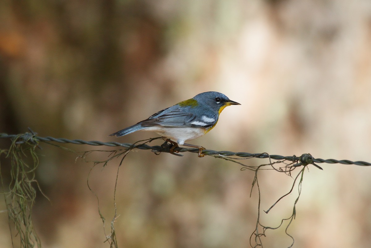 Northern Parula - ML56884911