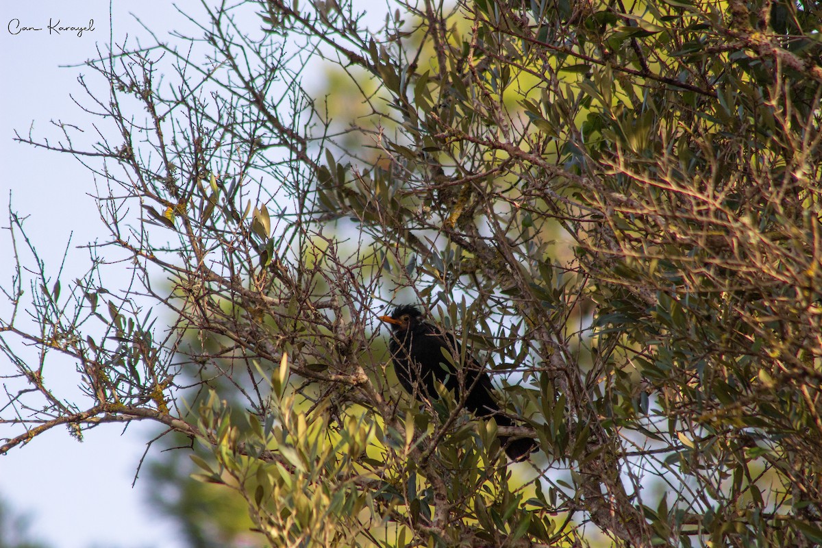 Eurasian Blackbird - Can Karayel