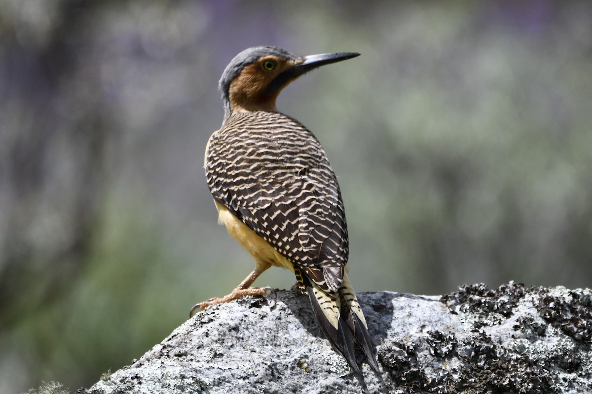 Andean Flicker - ML568849771