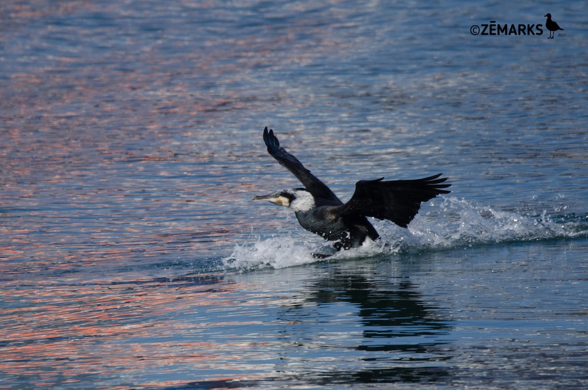 Great Cormorant - ML56884981