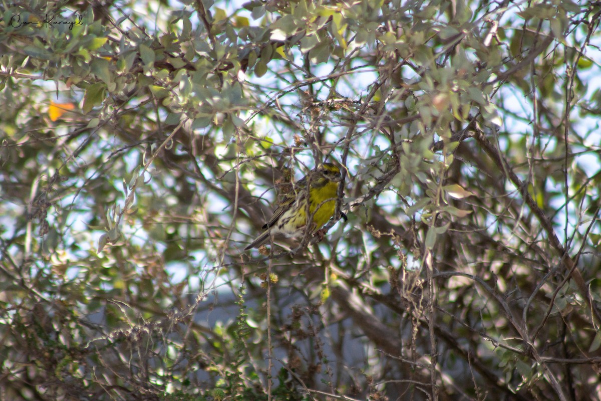 European Serin - ML568849871