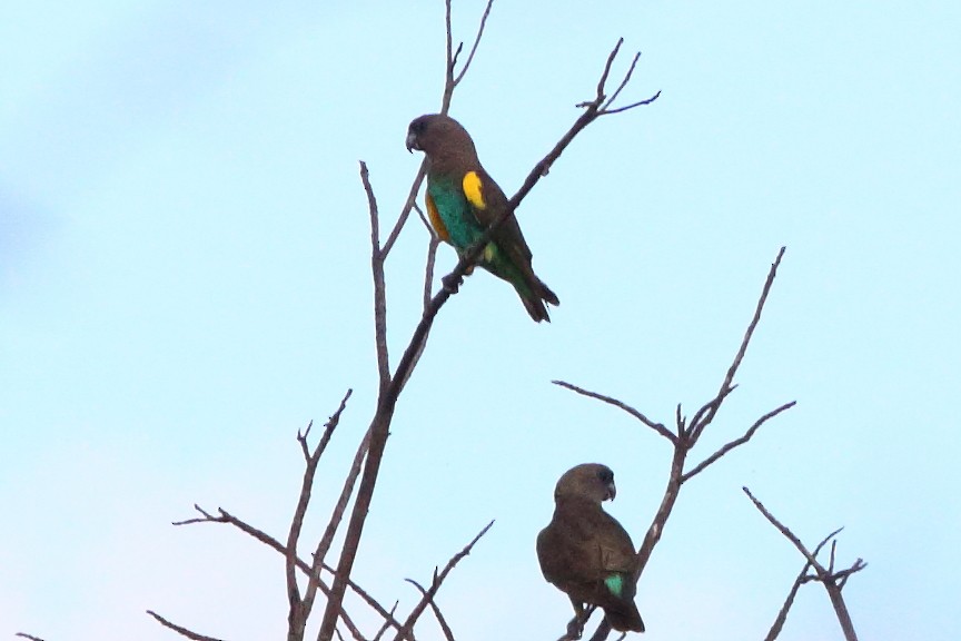 Meyer's Parrot - Alexandre Hespanhol Leitão