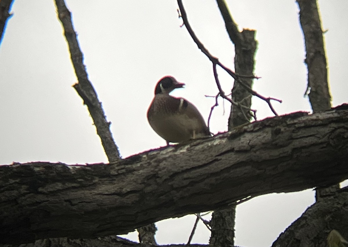 Wood Duck - ML568850921