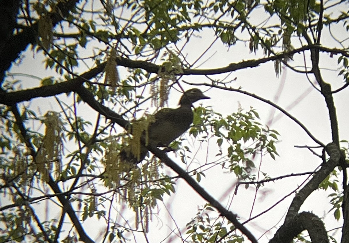 Wood Duck - ML568850931