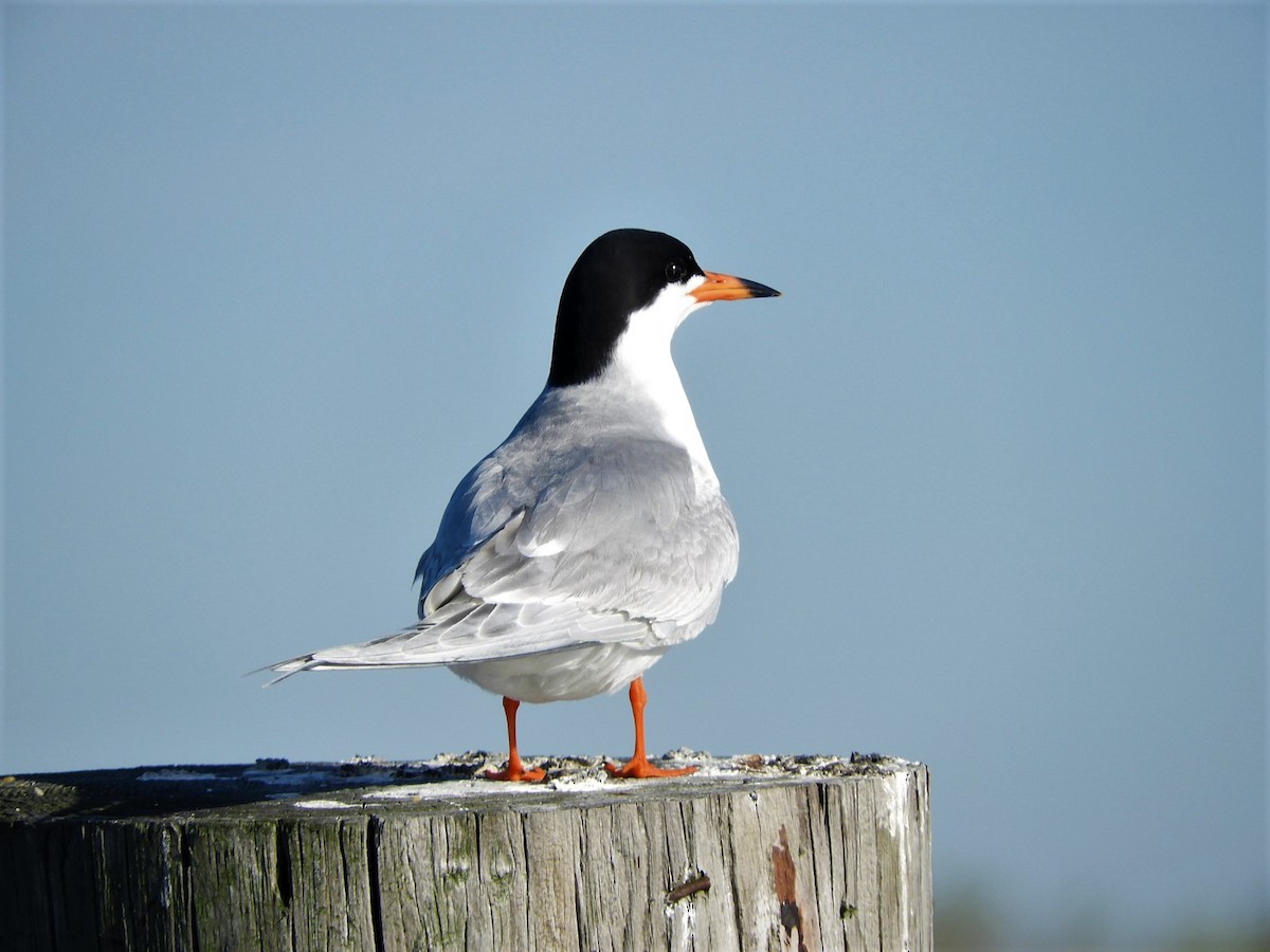 Forster's Tern - ML568851671