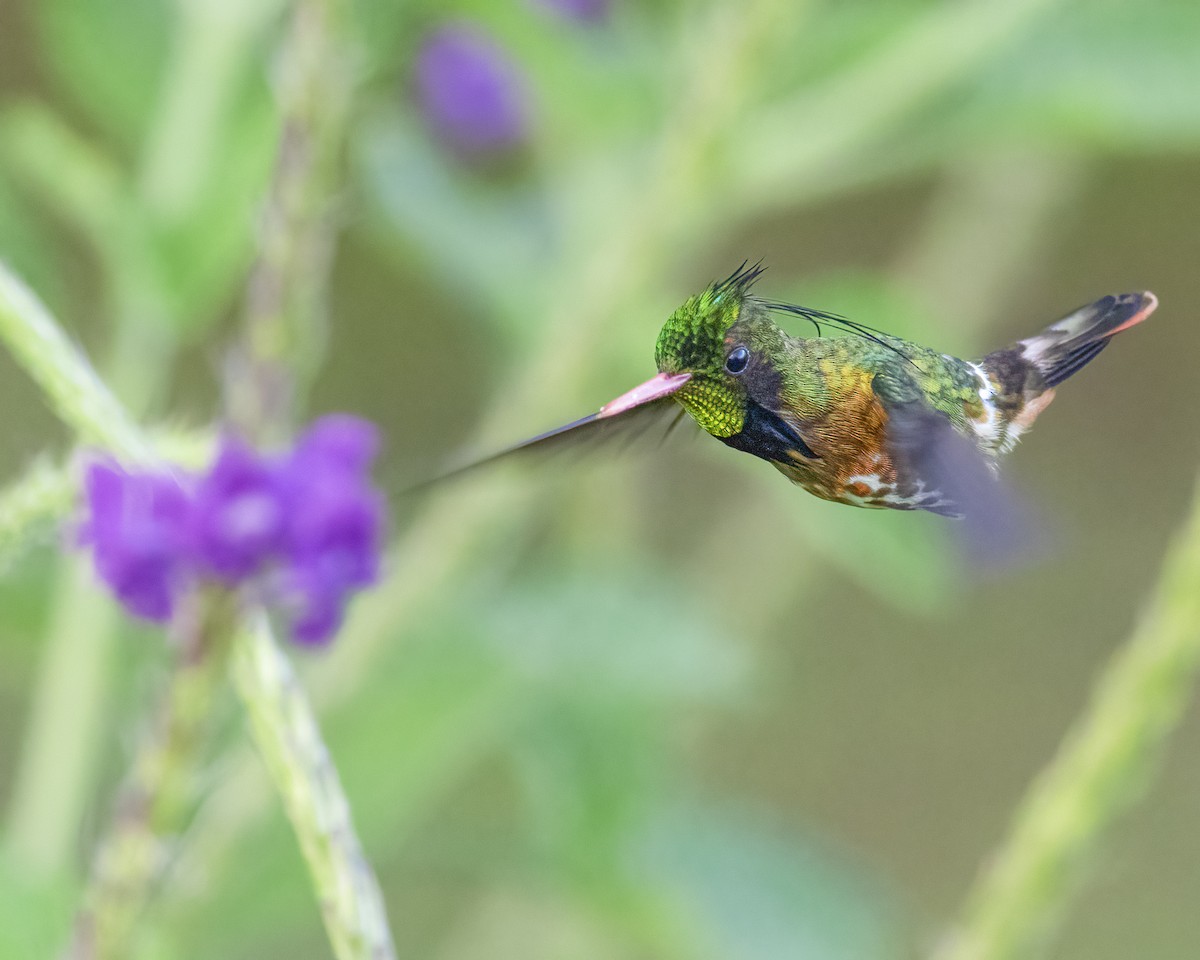 Black-crested Coquette - ML568852051