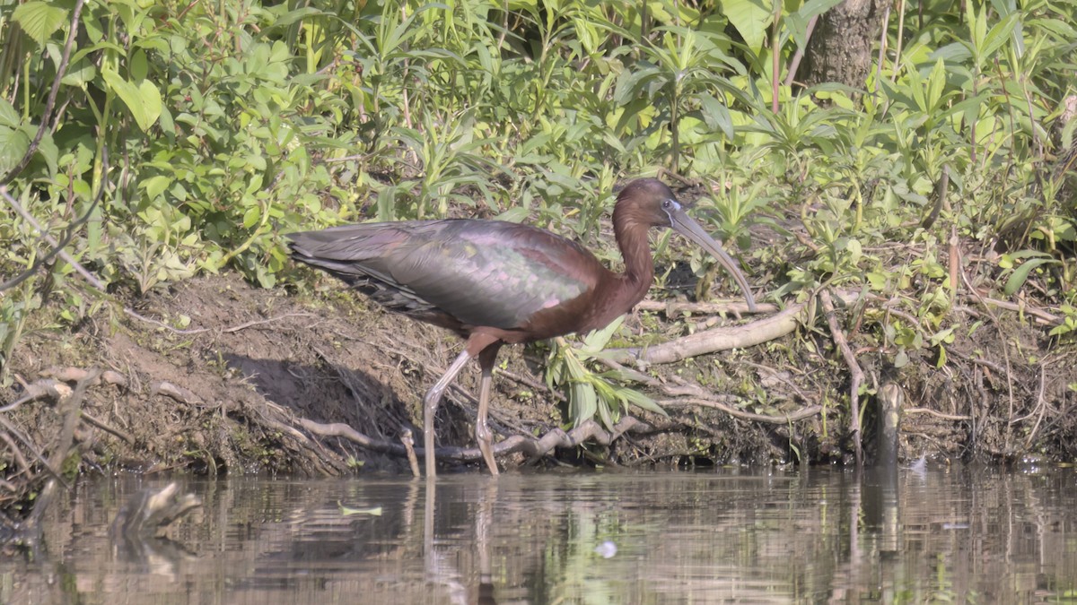 Glossy Ibis - ML568852101