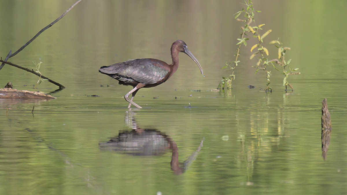 Glossy Ibis - ML568852121