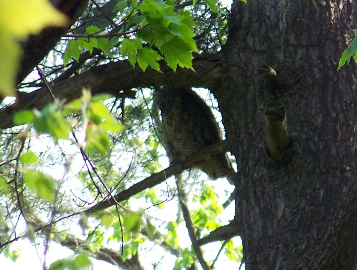 Great Horned Owl - ML568852321