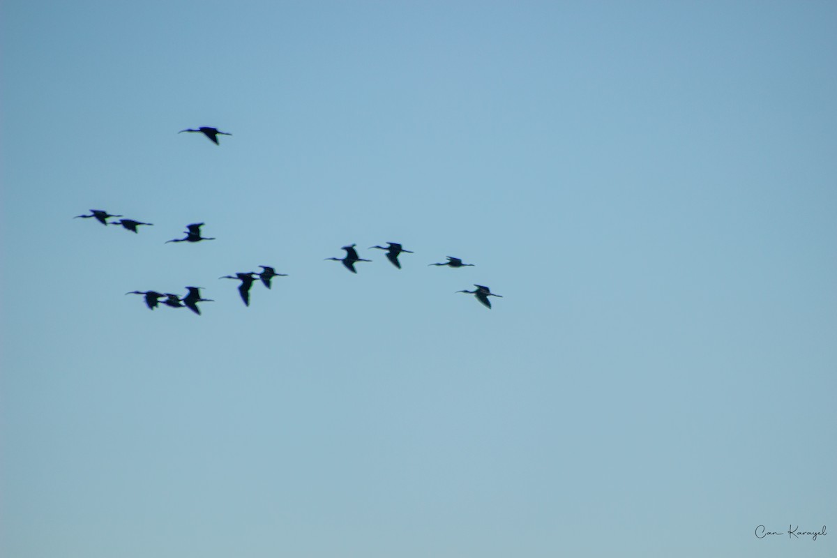 Beltzaran arrunta - ML568852941