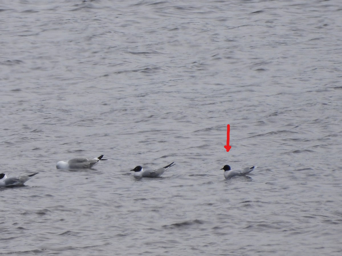 Mouette pygmée - ML568853371