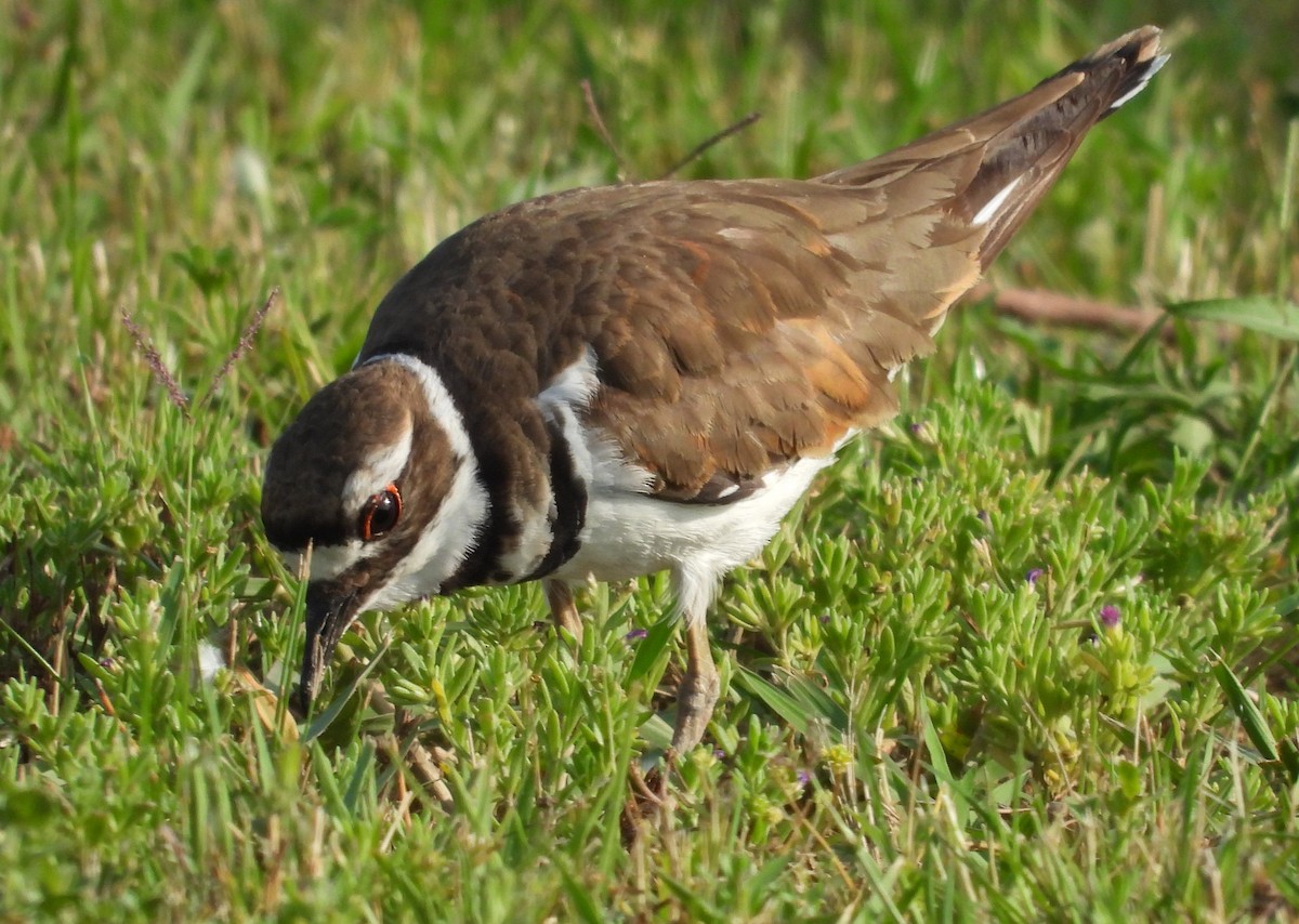 Killdeer - ML568853471