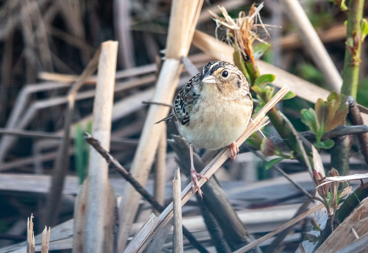 Grasshopper Sparrow - Gale VerHague